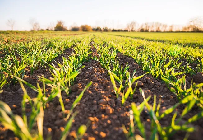 Épandage du digestat sur les cultures de nos agriculteurs partenaires